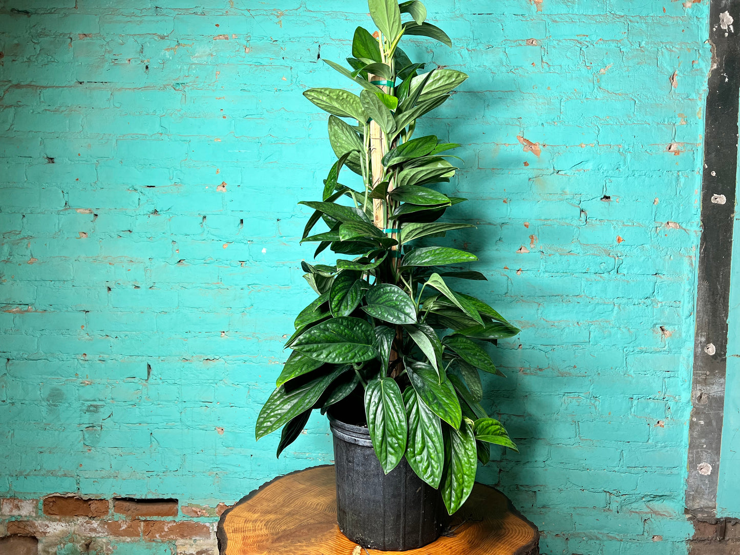 Monstera Peru 10” Totem