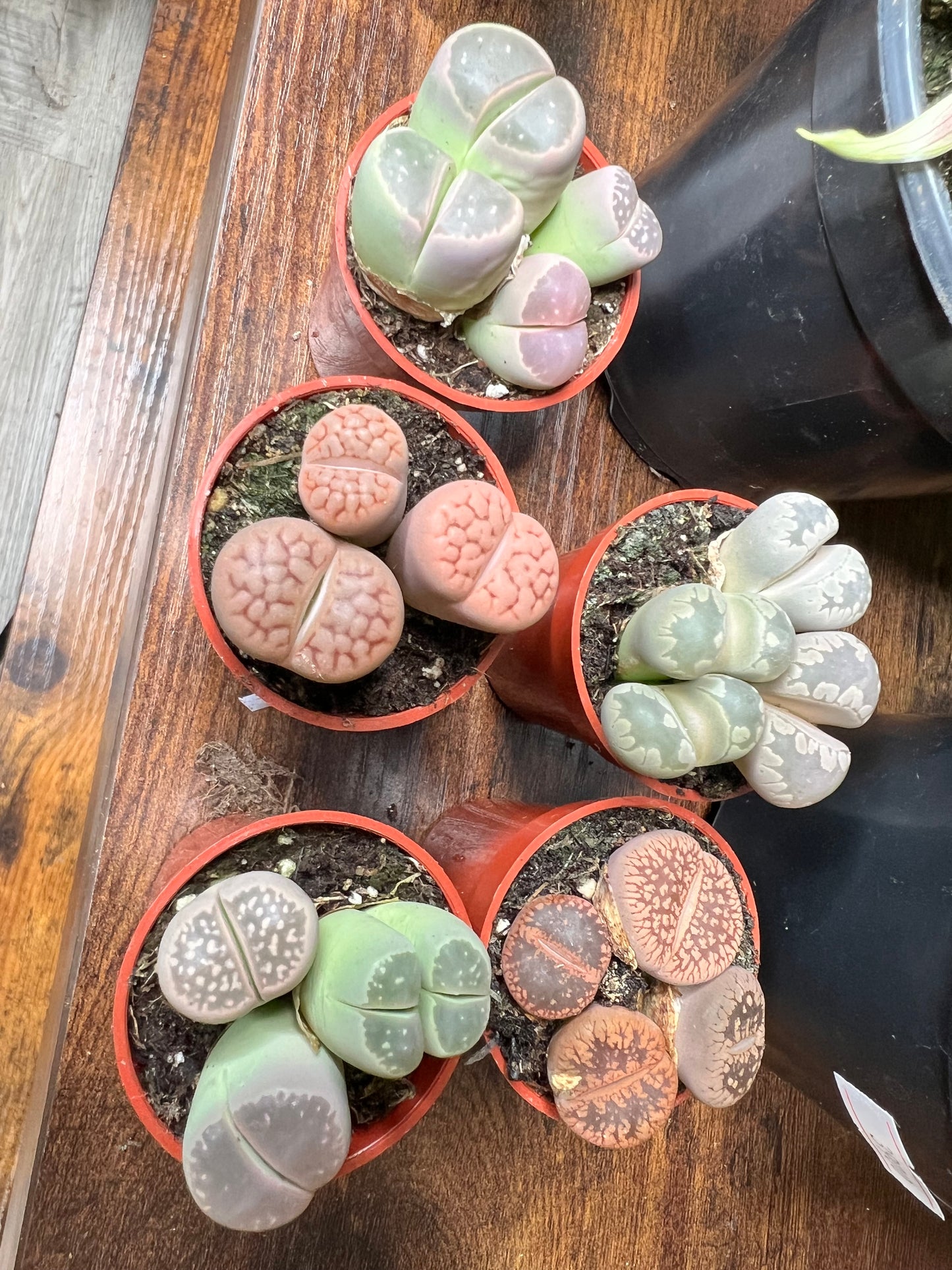 Living stones