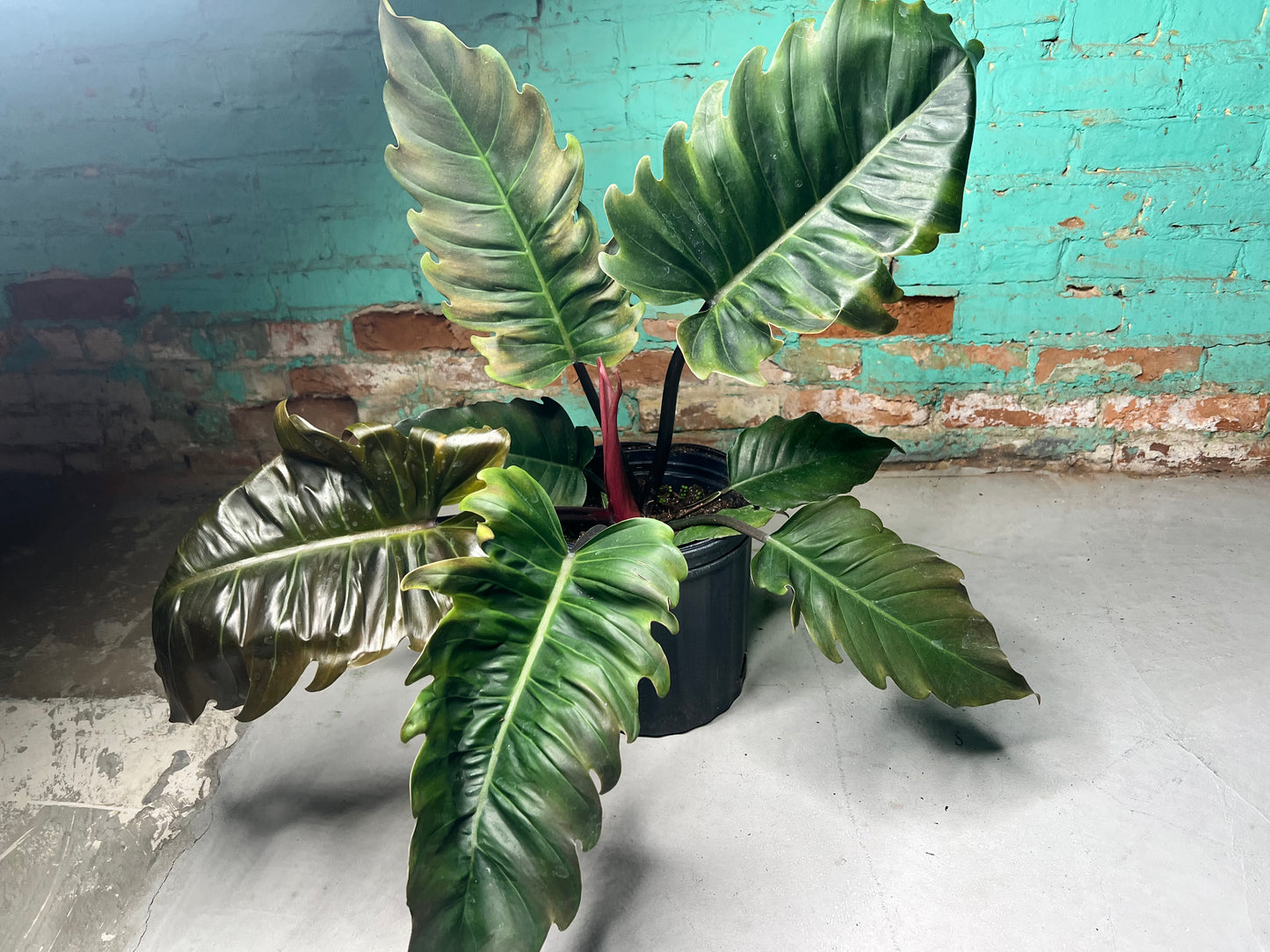 Philodendron Choco Empress 10”