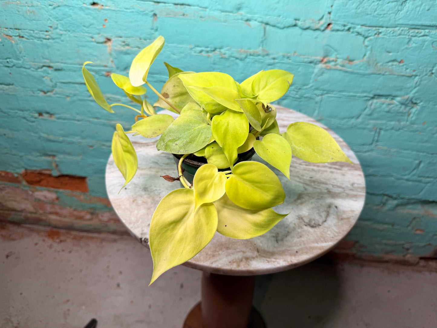 Philodendron Heart Leaf Neon 4”