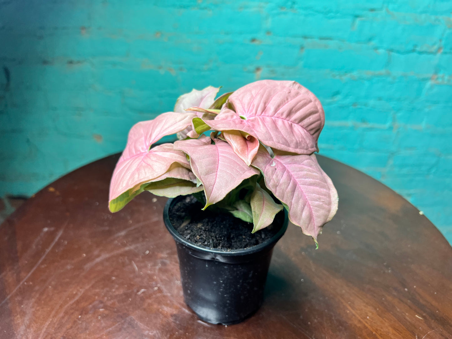 Syngonium Pink 4”