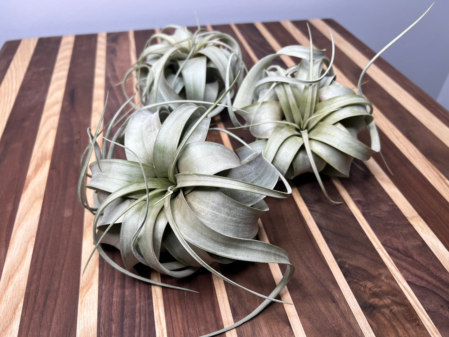 Giant Tillandsia Xerographica (air plant)