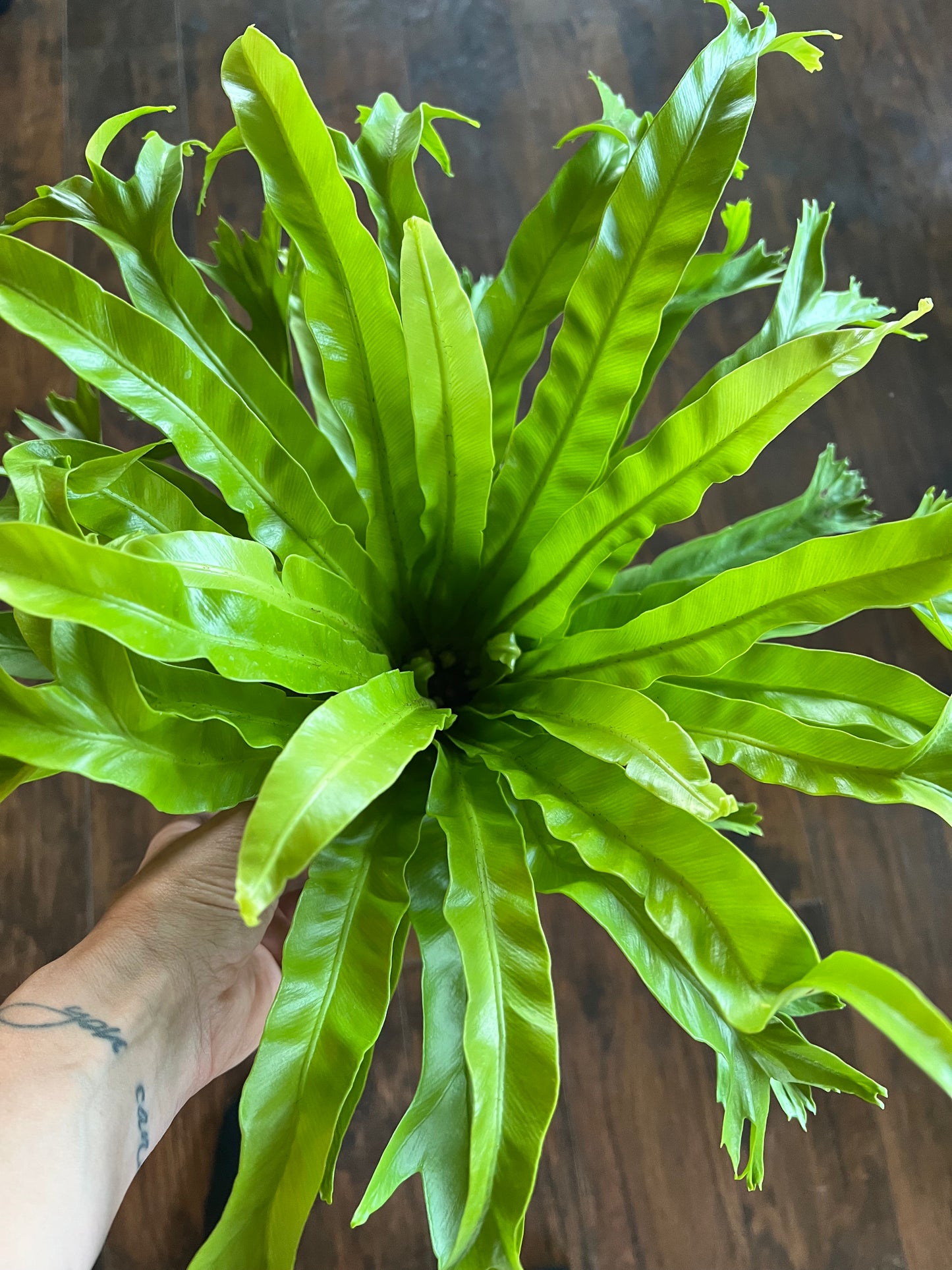 Bird’s Nest Fern 6”