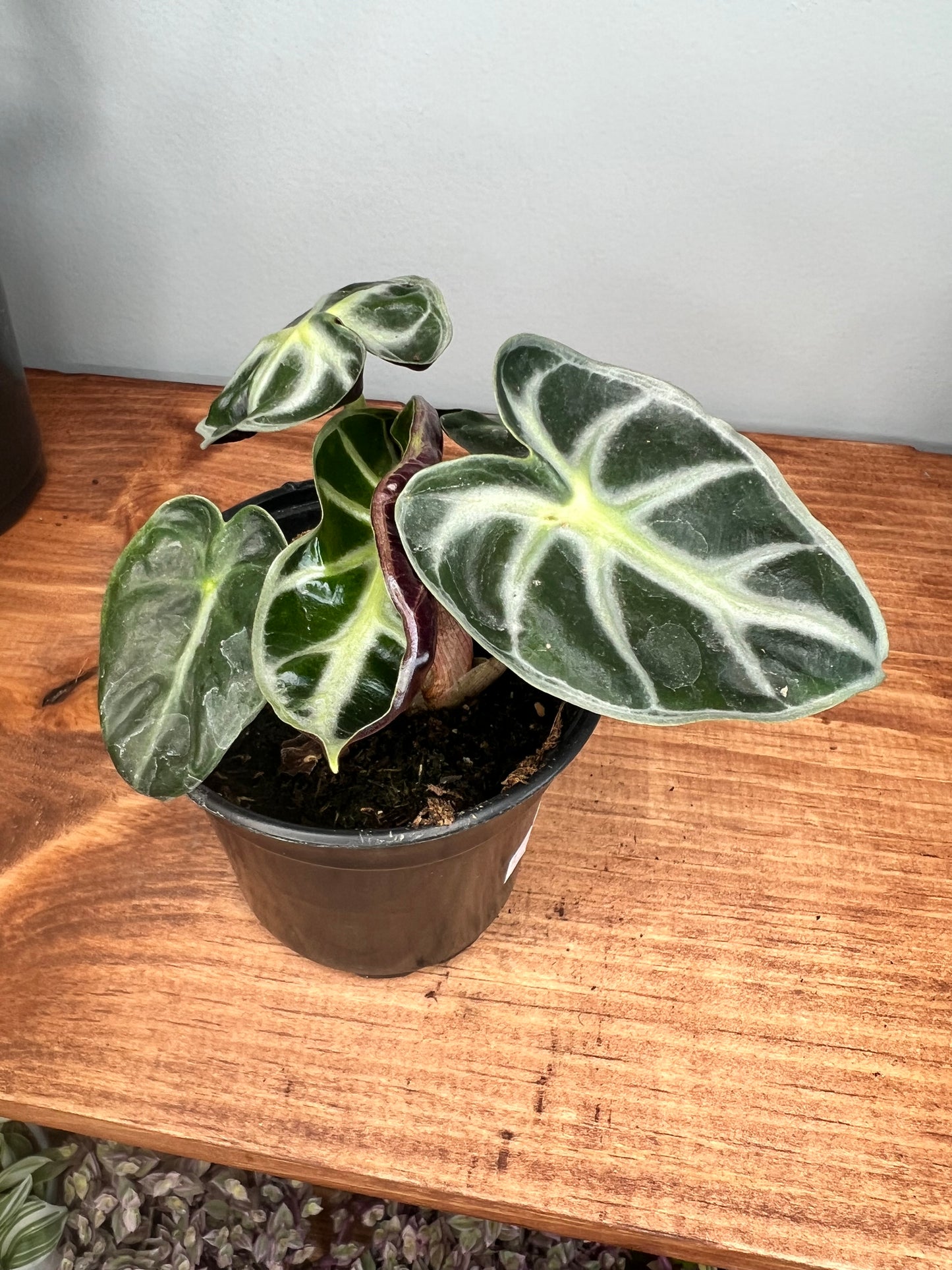 Alocasia Parasol 4”
