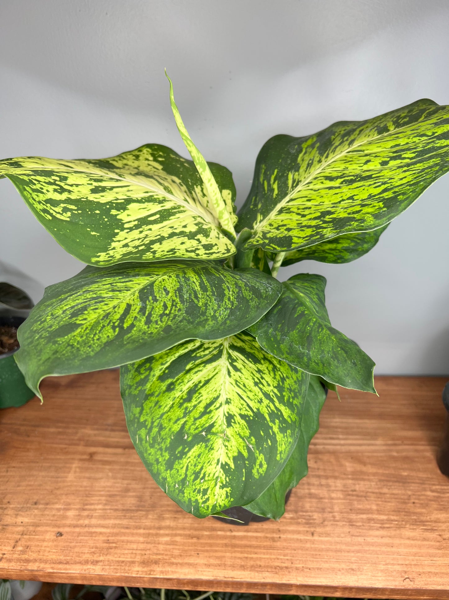 Dieffenbachia CROCODILE 6”