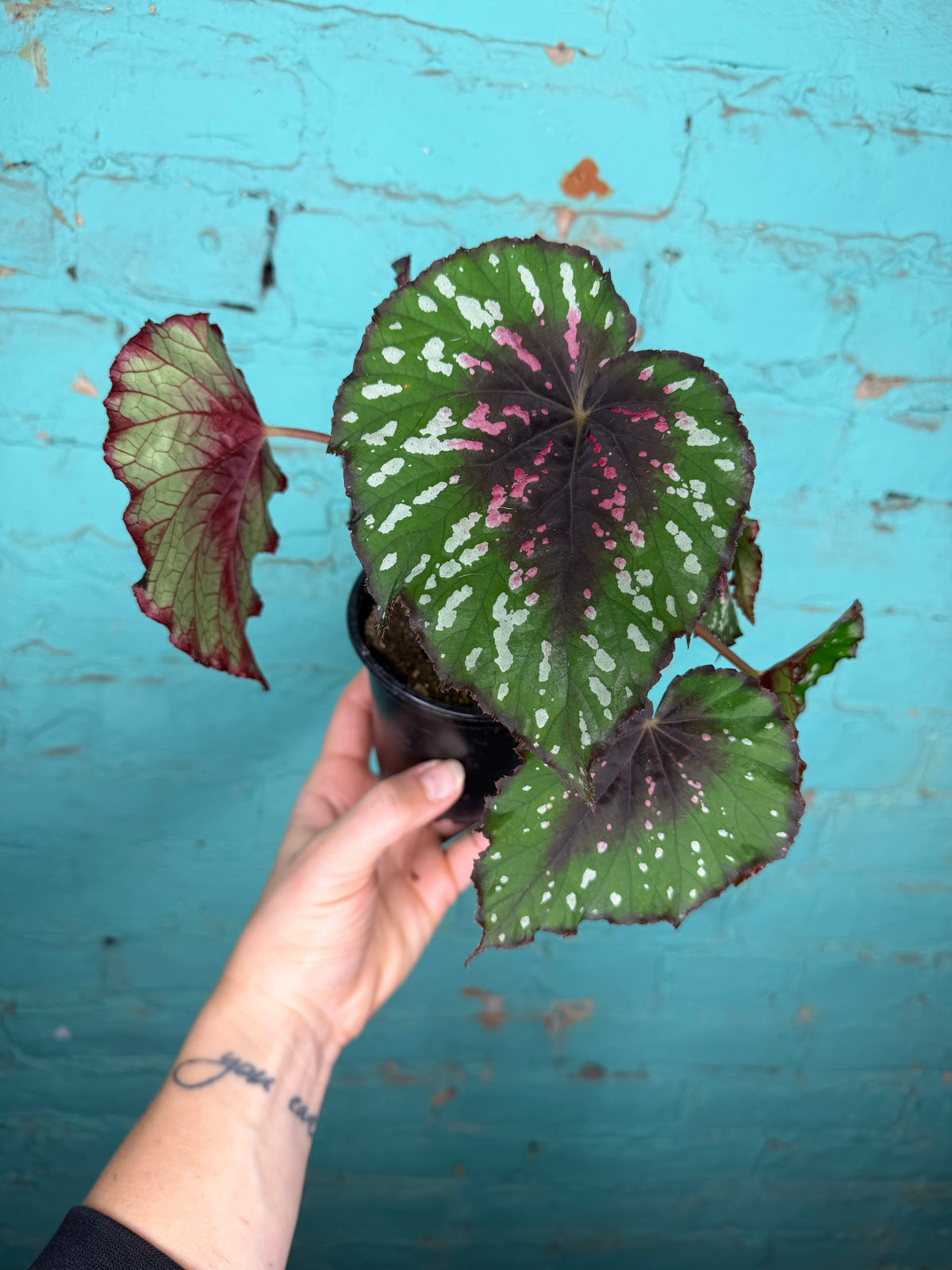 Begonia T-Rex ‘Painted’