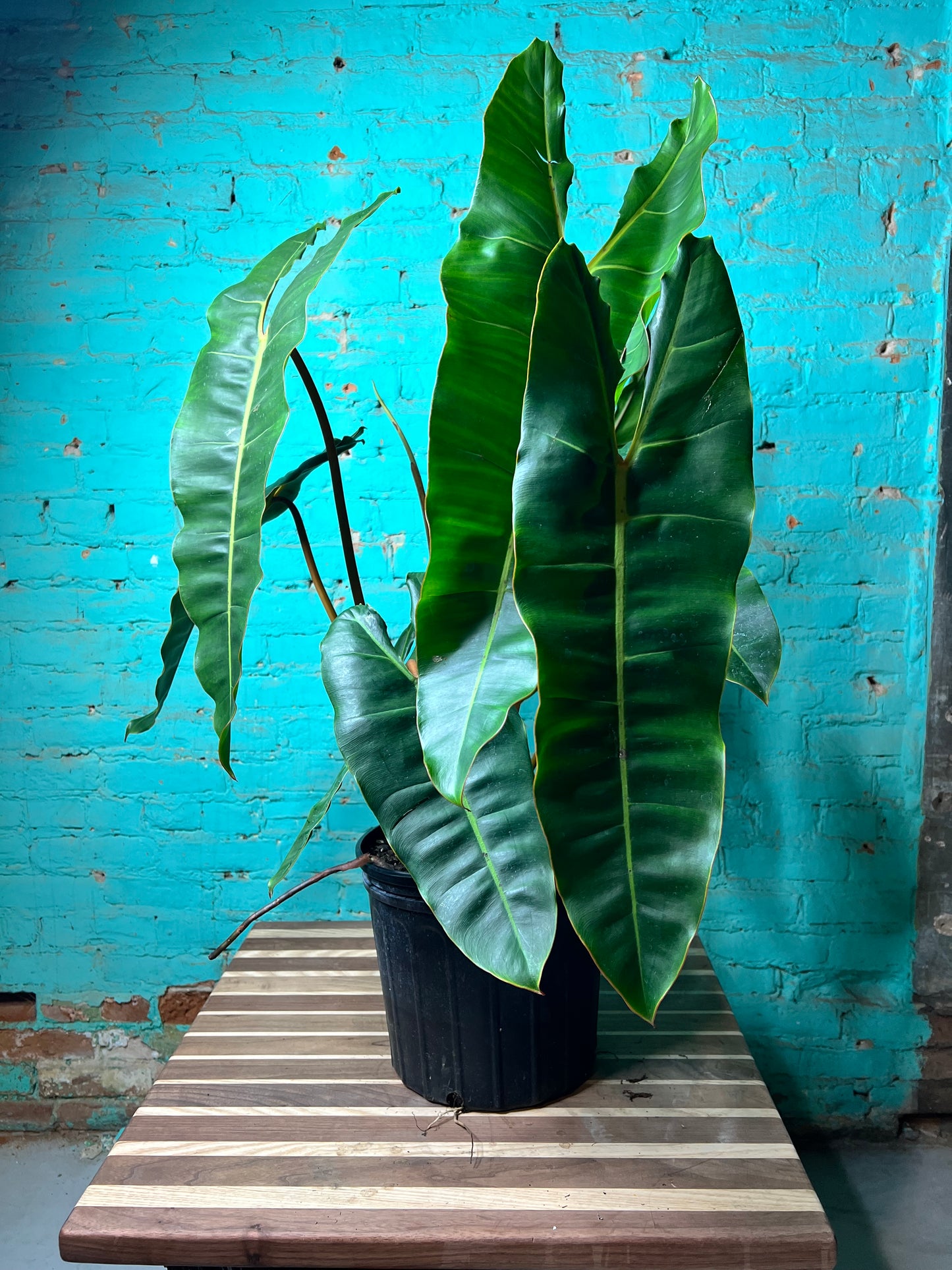 Philodendron Billietiae 10”