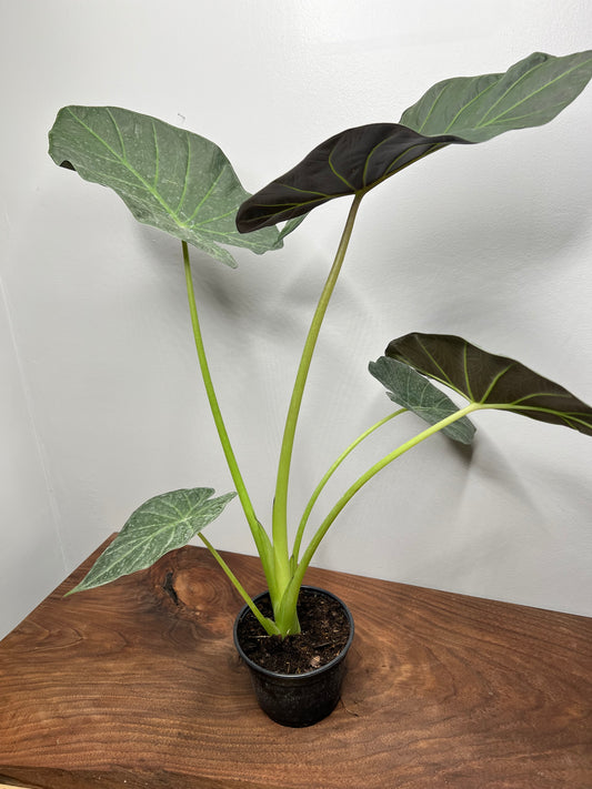 Alocasia Regal Shield 6”