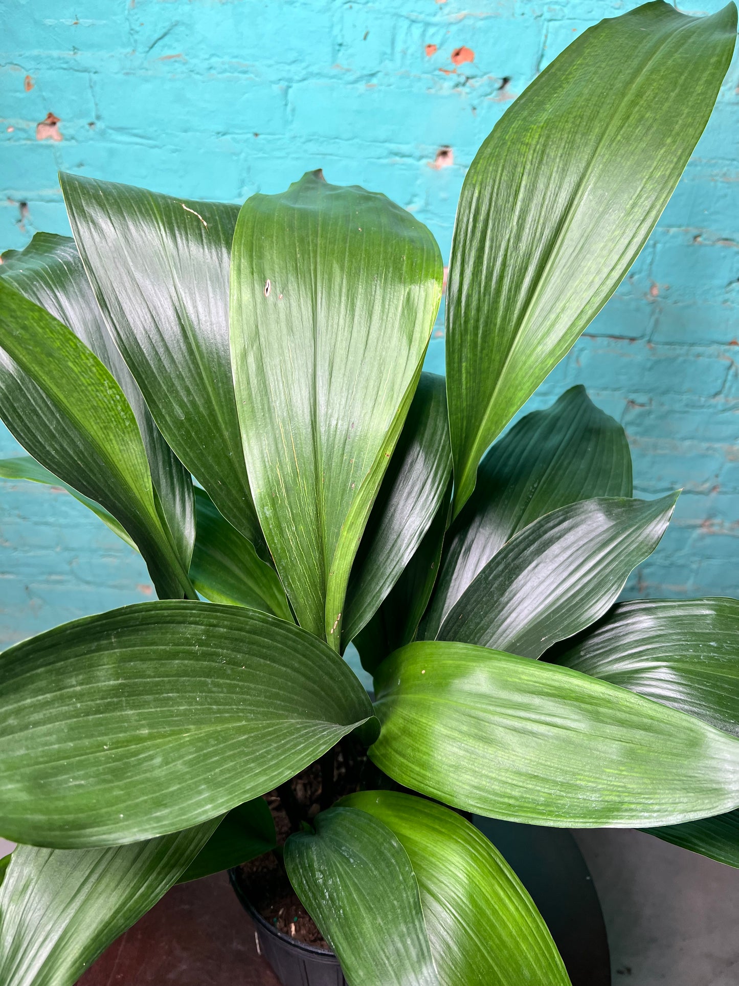 Cast Iron Plant 8”