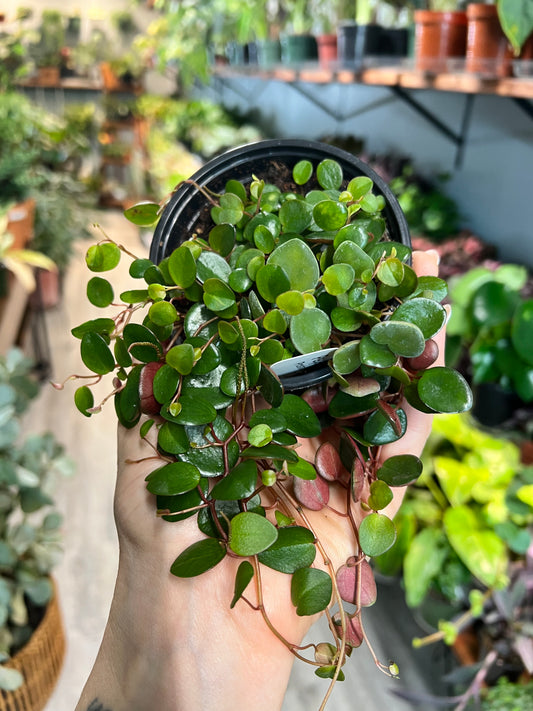 Peperomia- pepperspot