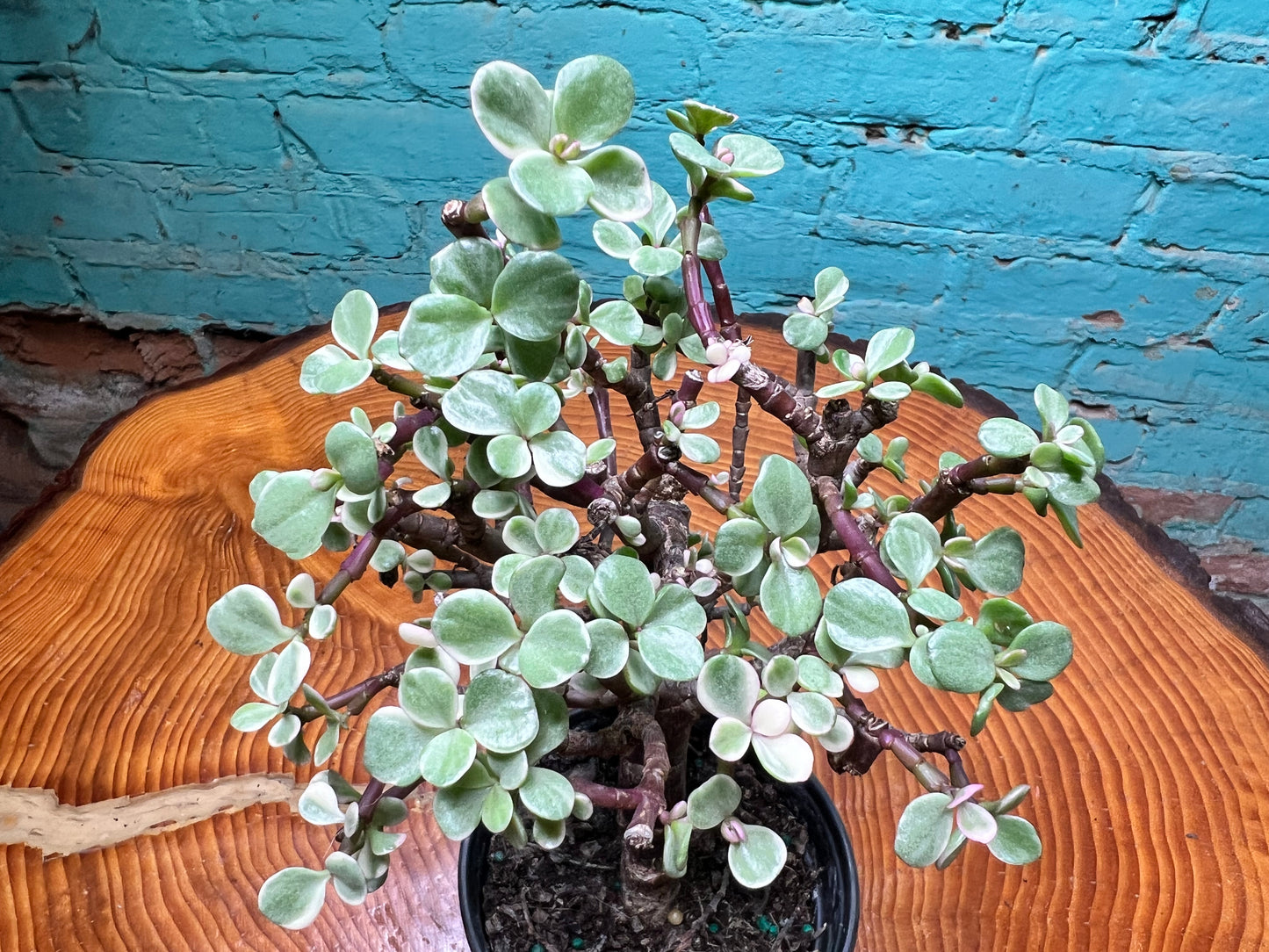 Jade Bonsai