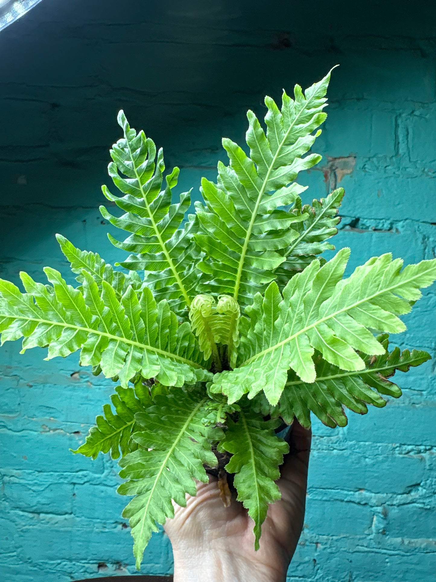 Blechnum Gibb Silver “Silver Dwarf Tree Fern” 4”