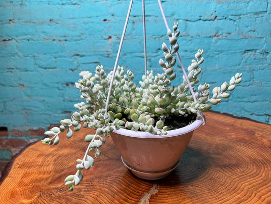 Cotyledon Pendens 6” Basket