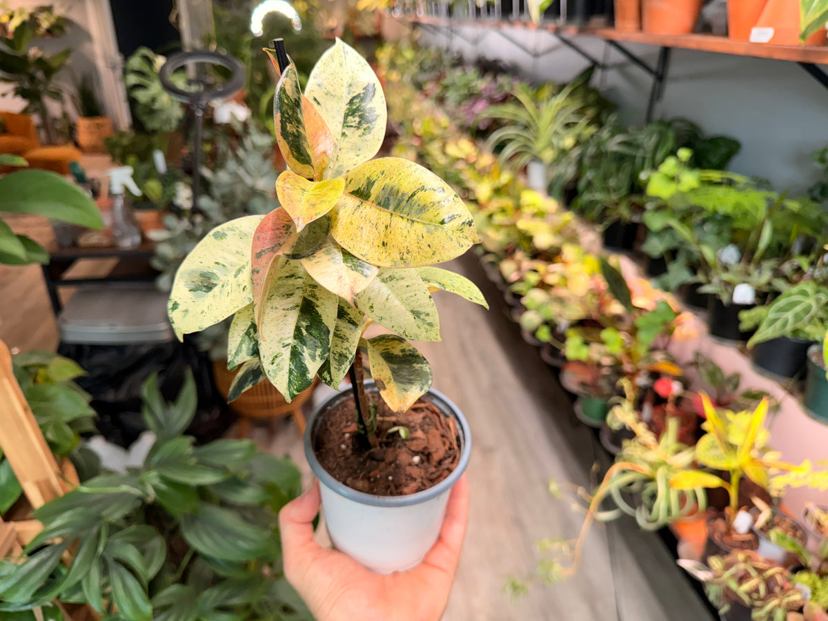 Ficus Shiverenana