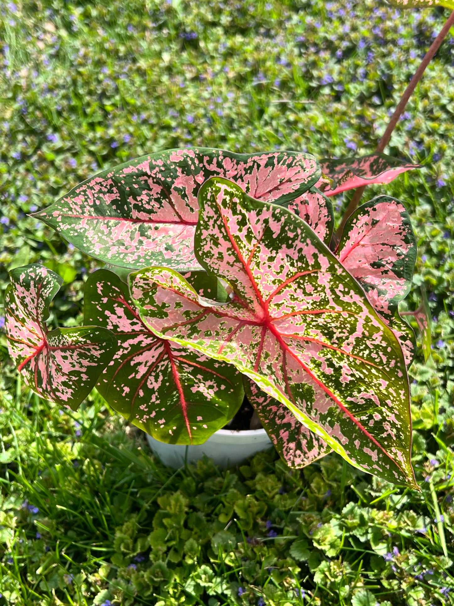 Caladiums 6” (multi bulbs)