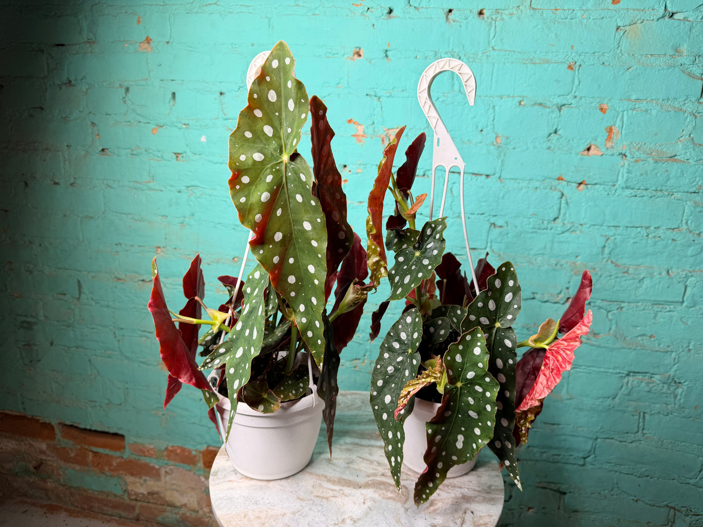 Begonia Maculata 6” Polka Dot Basket 6”