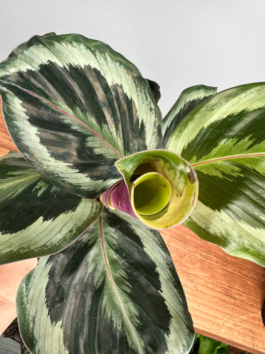 Calathea Medallion 4”