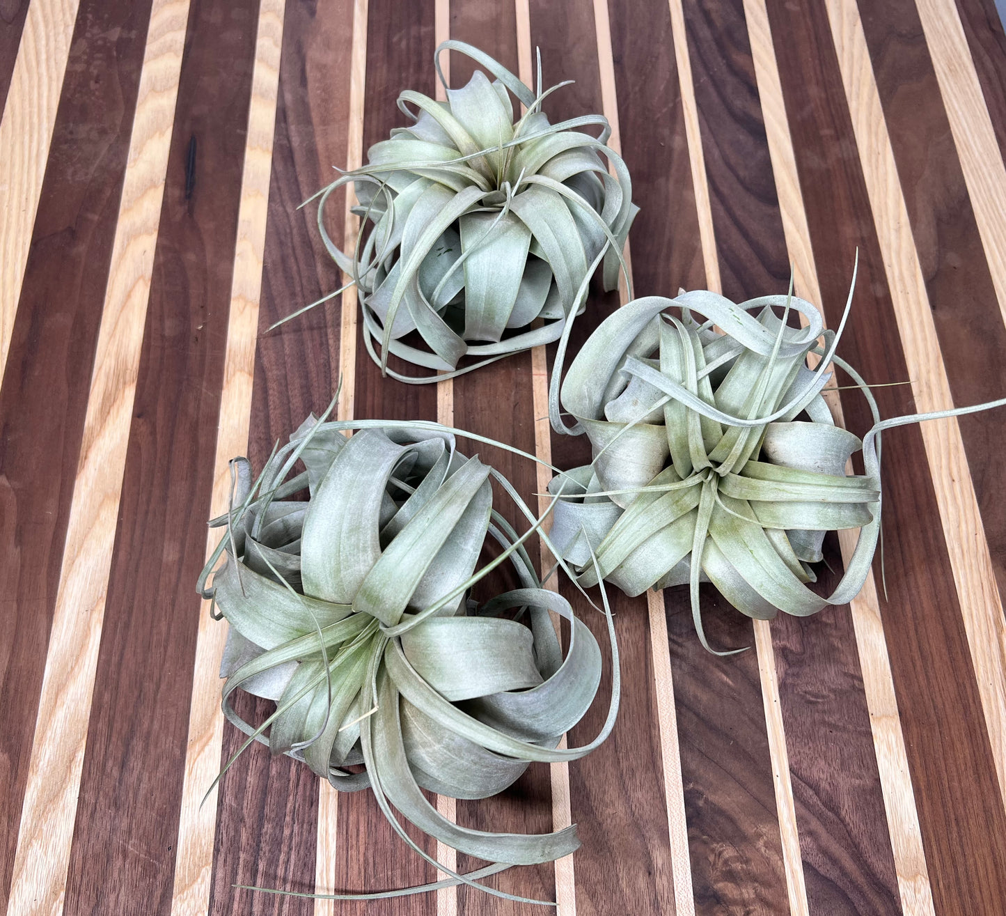 Giant Tillandsia Xerographica (air plant)