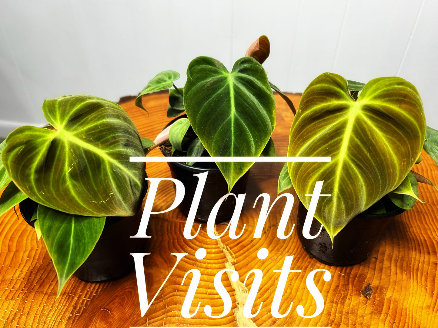 Plant Visits- We come to you.
