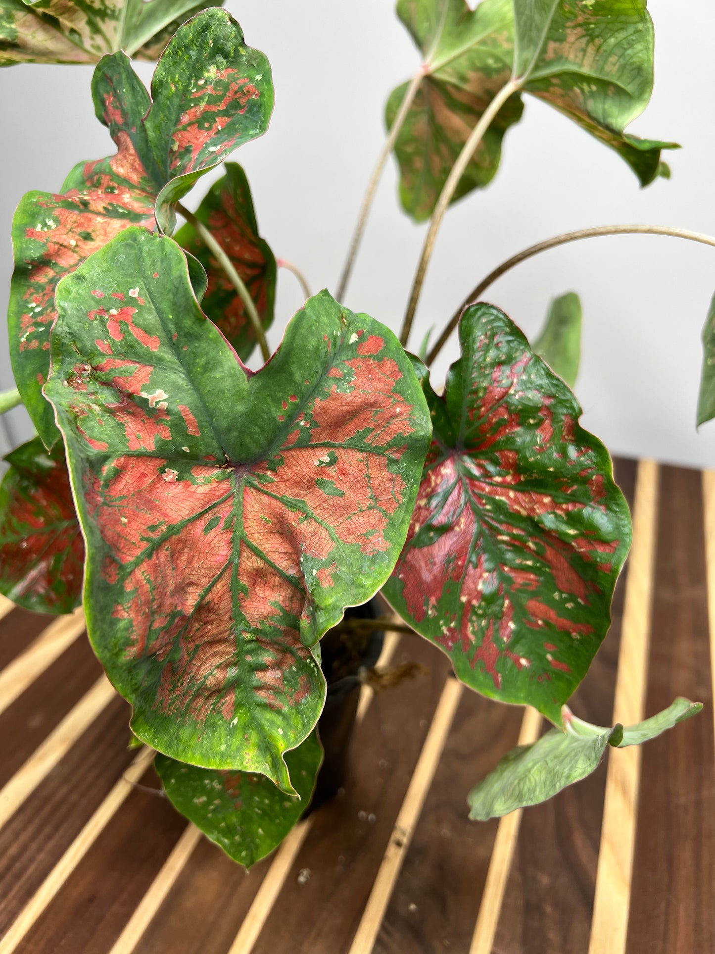 Caladiums Freckles 4”