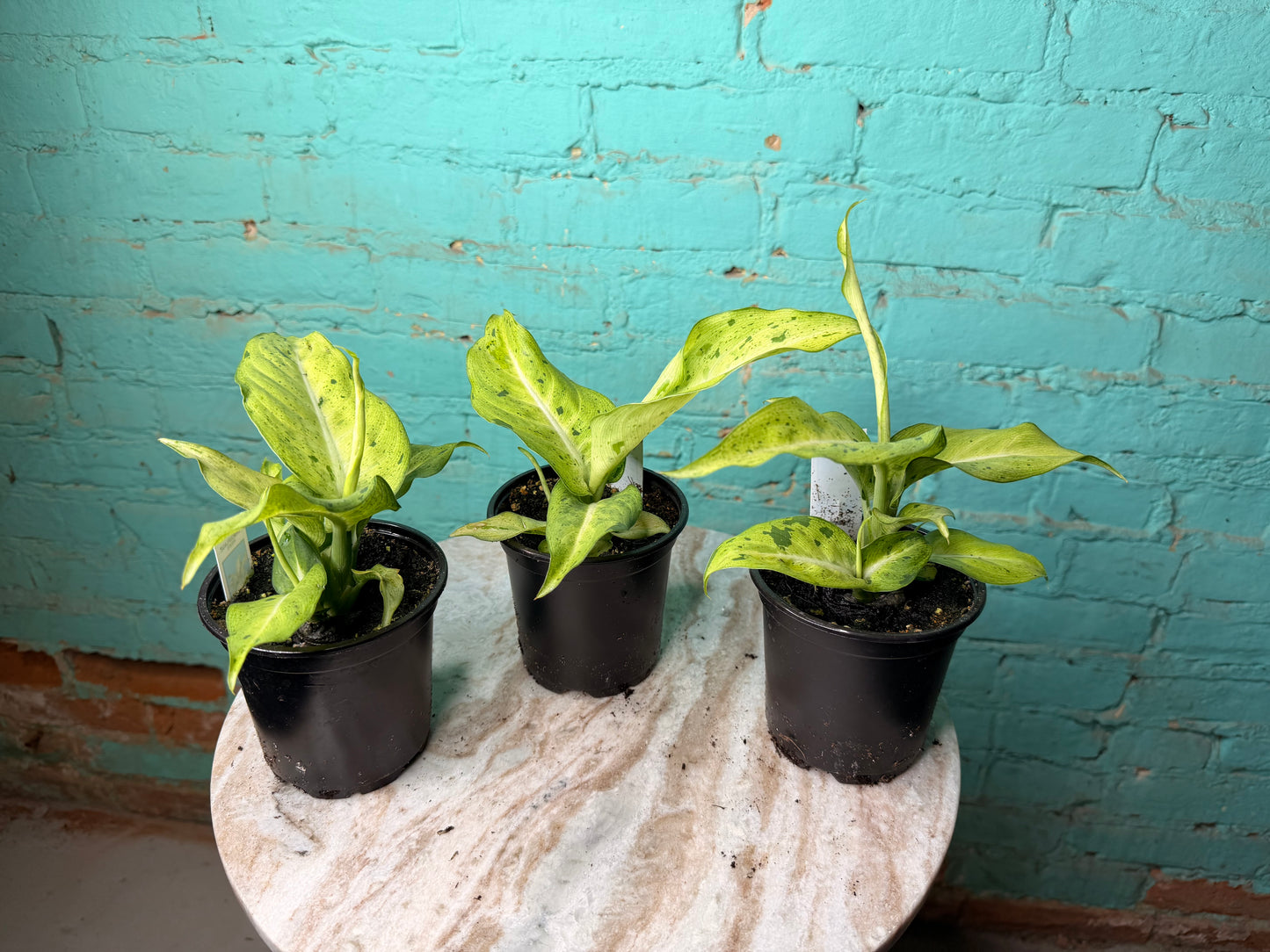 Dieffenbachia Camouflage 4”