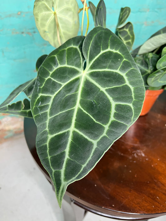 Anthurium Clarinervium 4”