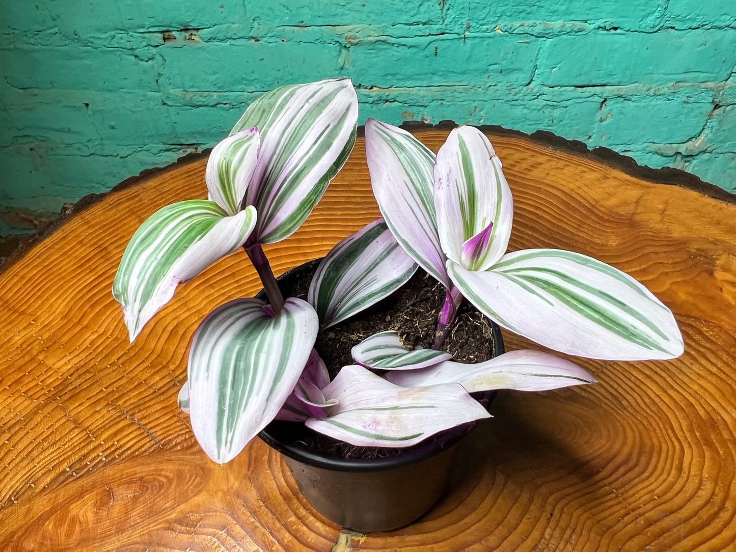Tradescantia nanouk-Bubble gum