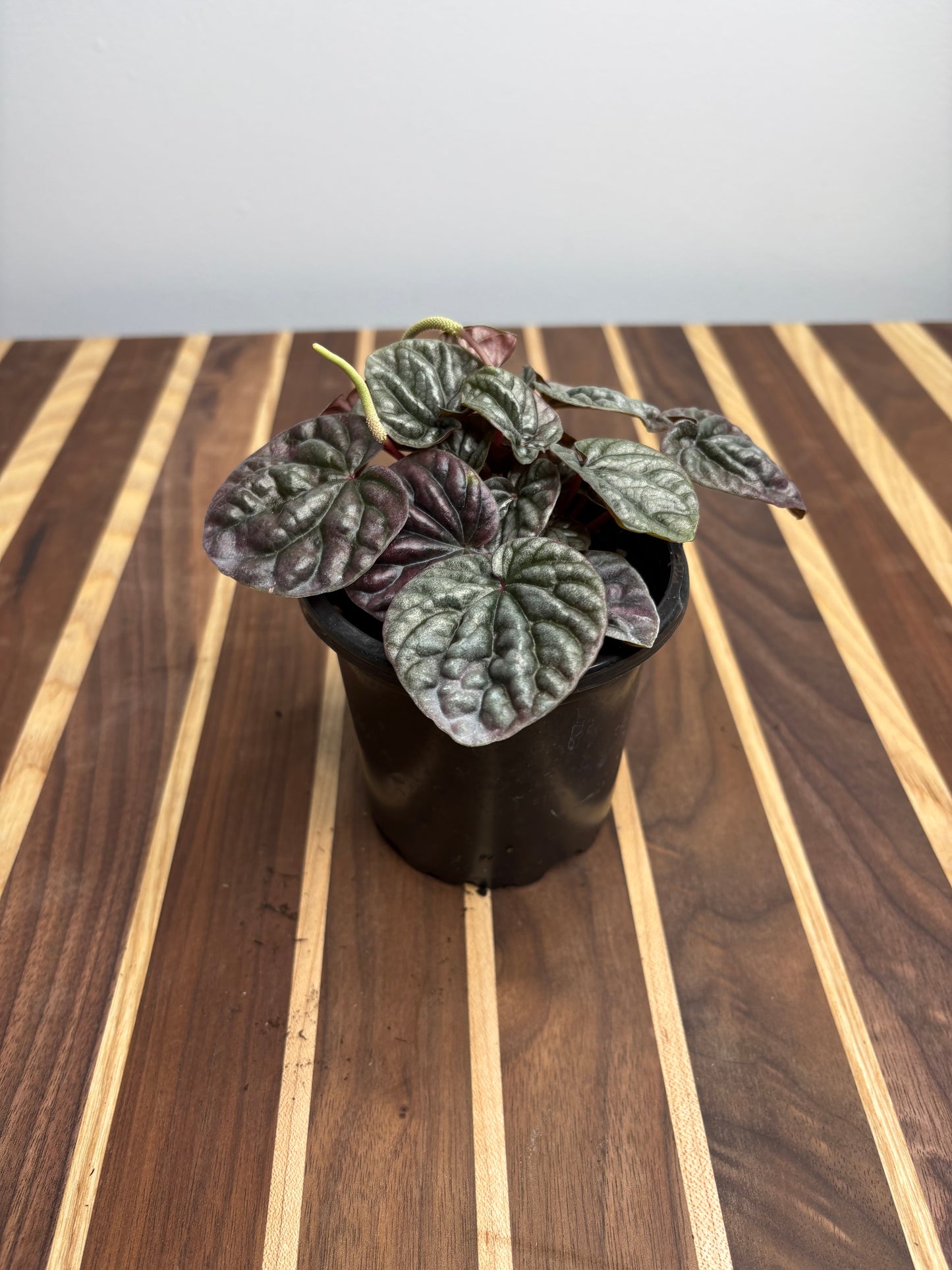 Peperomia Red Ripples 4”