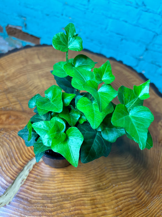 Ivy 4”
