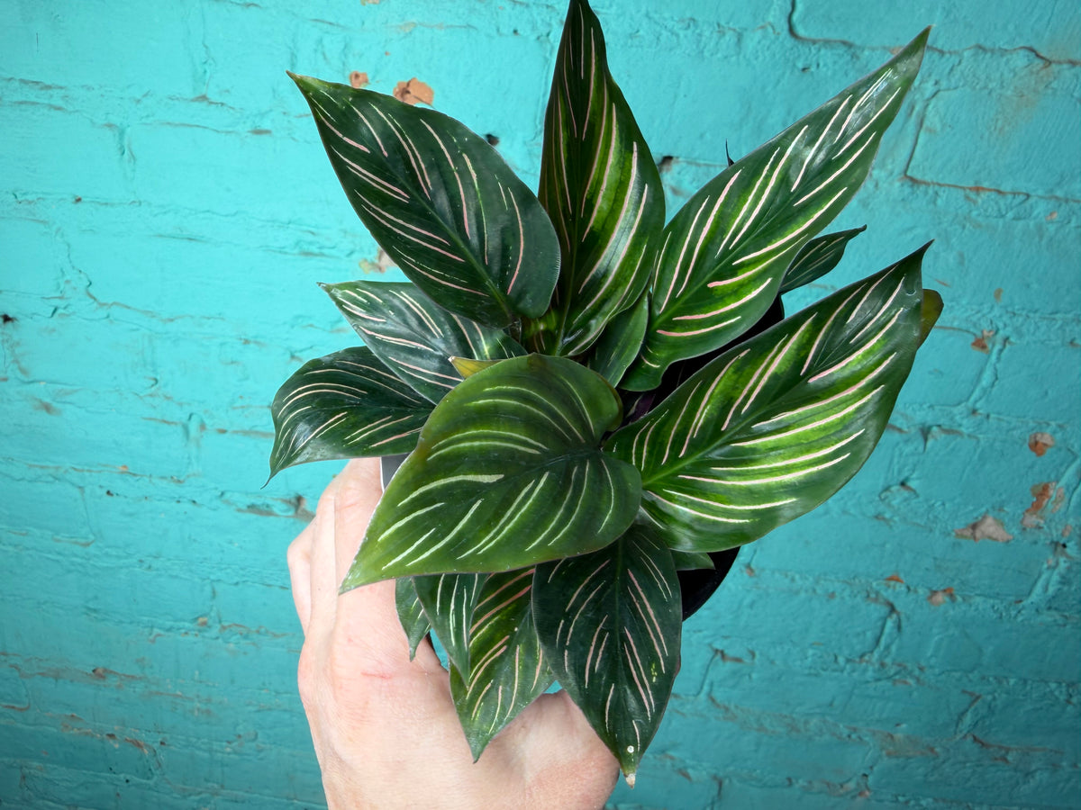 Calathea Orante 4”