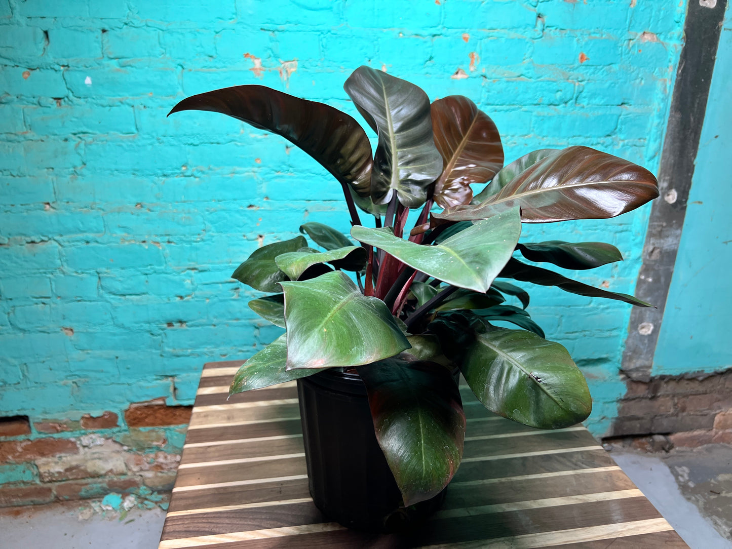 Philodendron Black Cardinal 10”