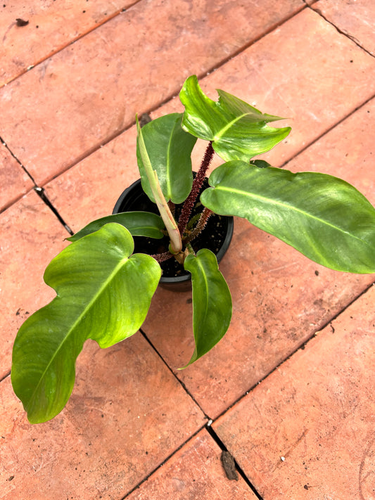 Philodendron Squamiferum (Red Bristle)