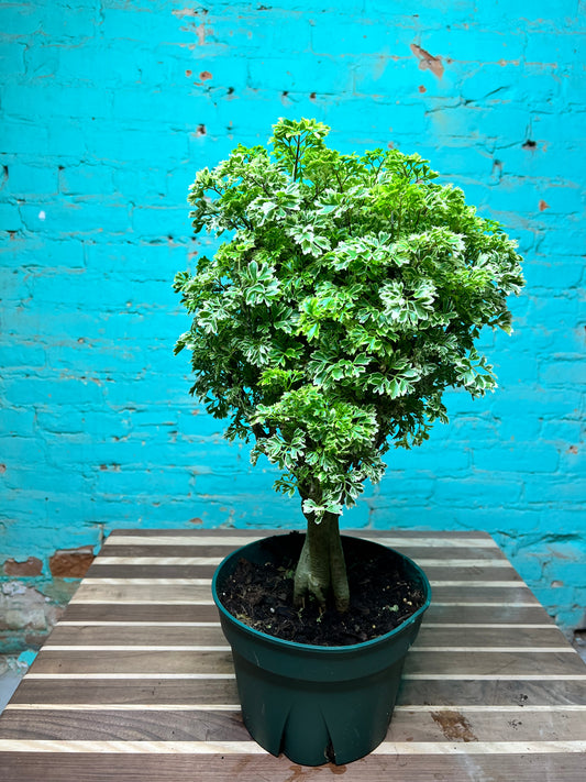 Ming Aralia Variegated 8”