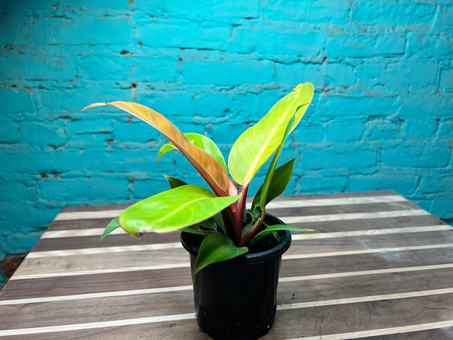 Philodendron Prince Of Orange 4”