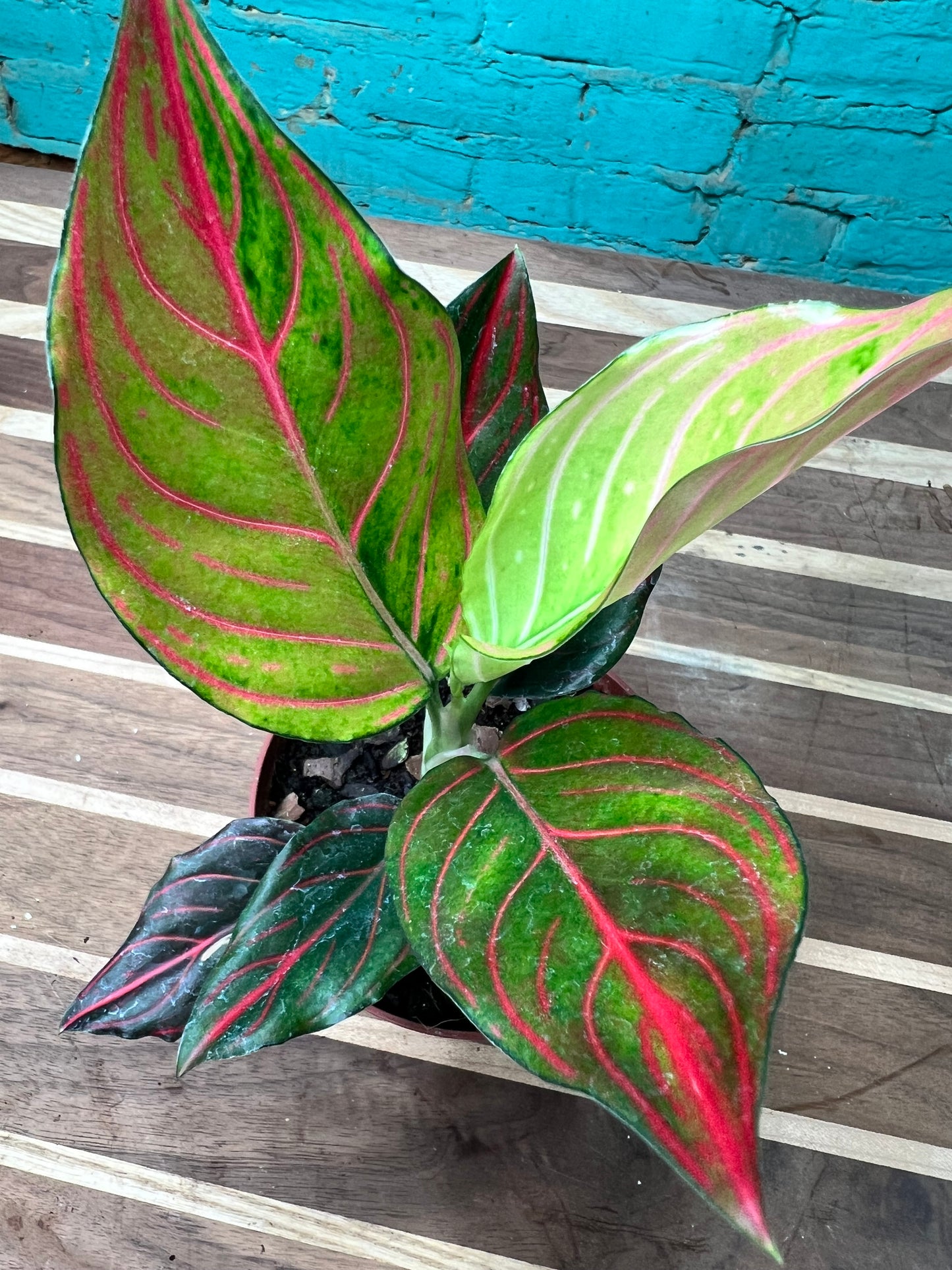Aglaonema Rotunda Red tiger Variegated 4” (each)