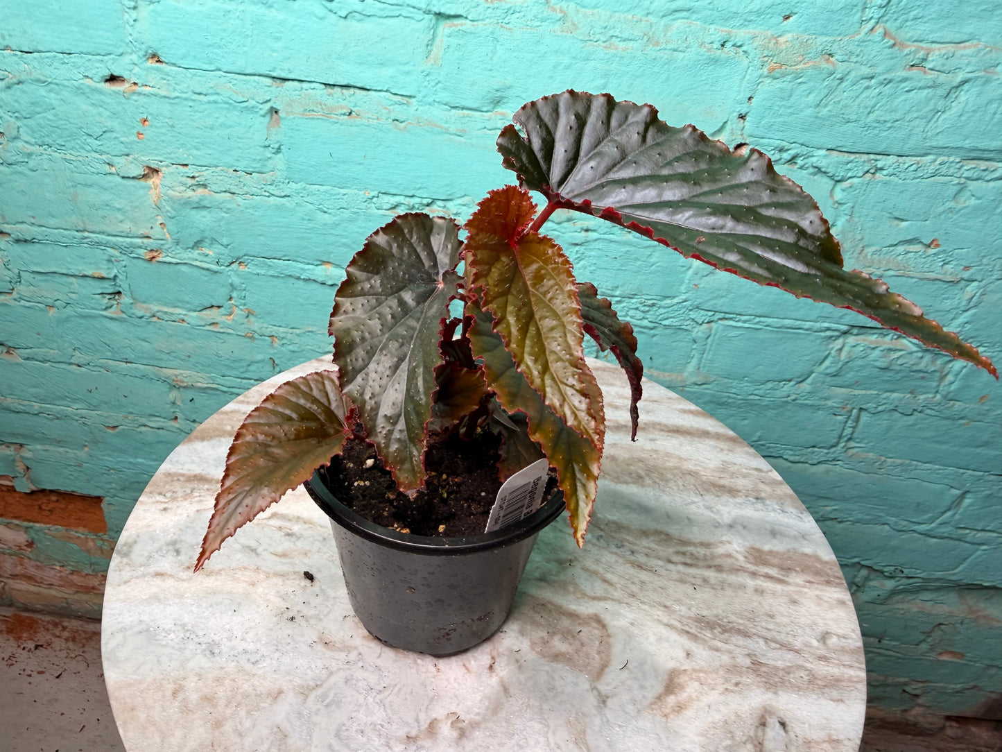 Begonia Maculata Black Magic 4”