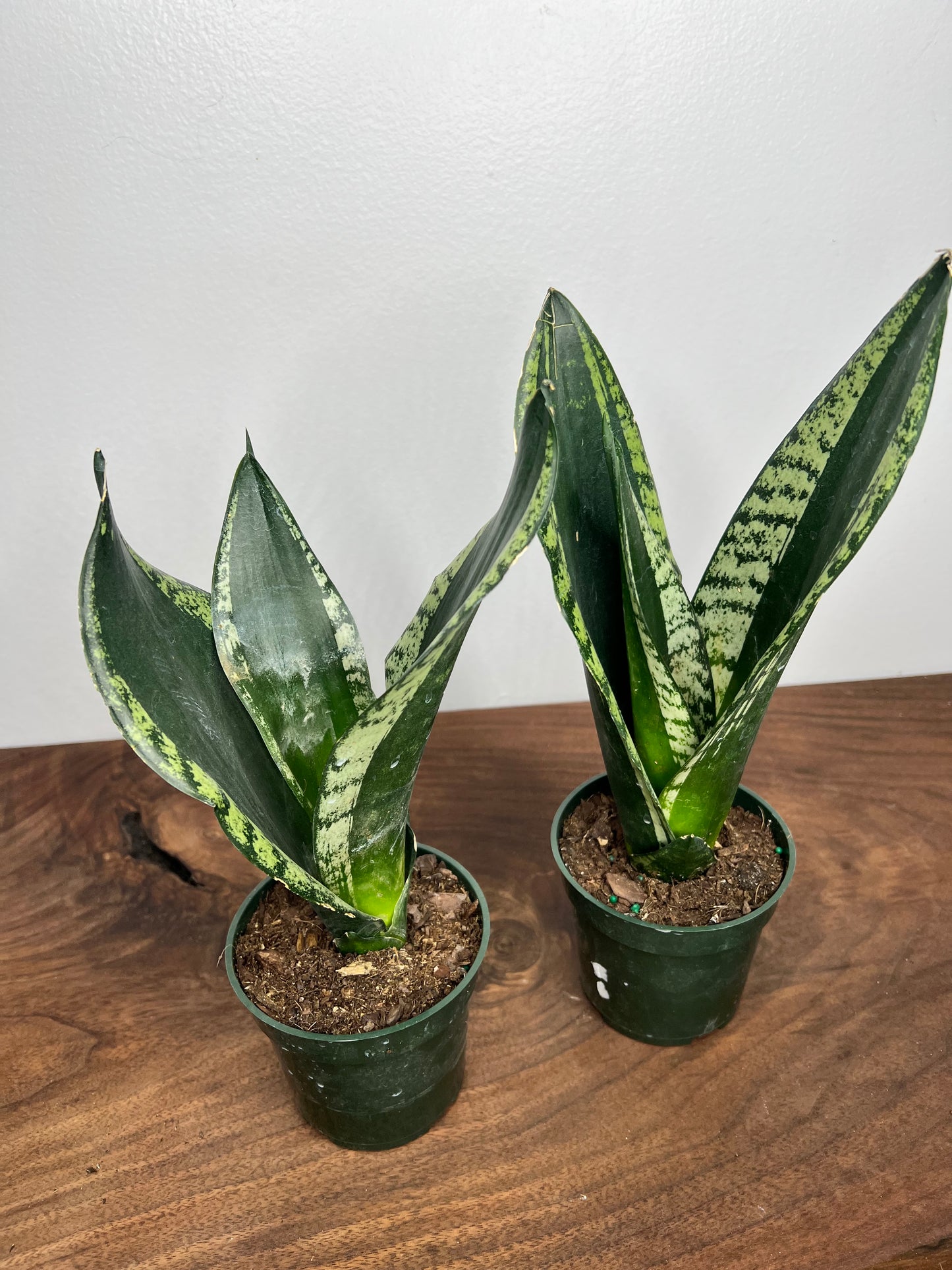 Sansevieria Whitney
