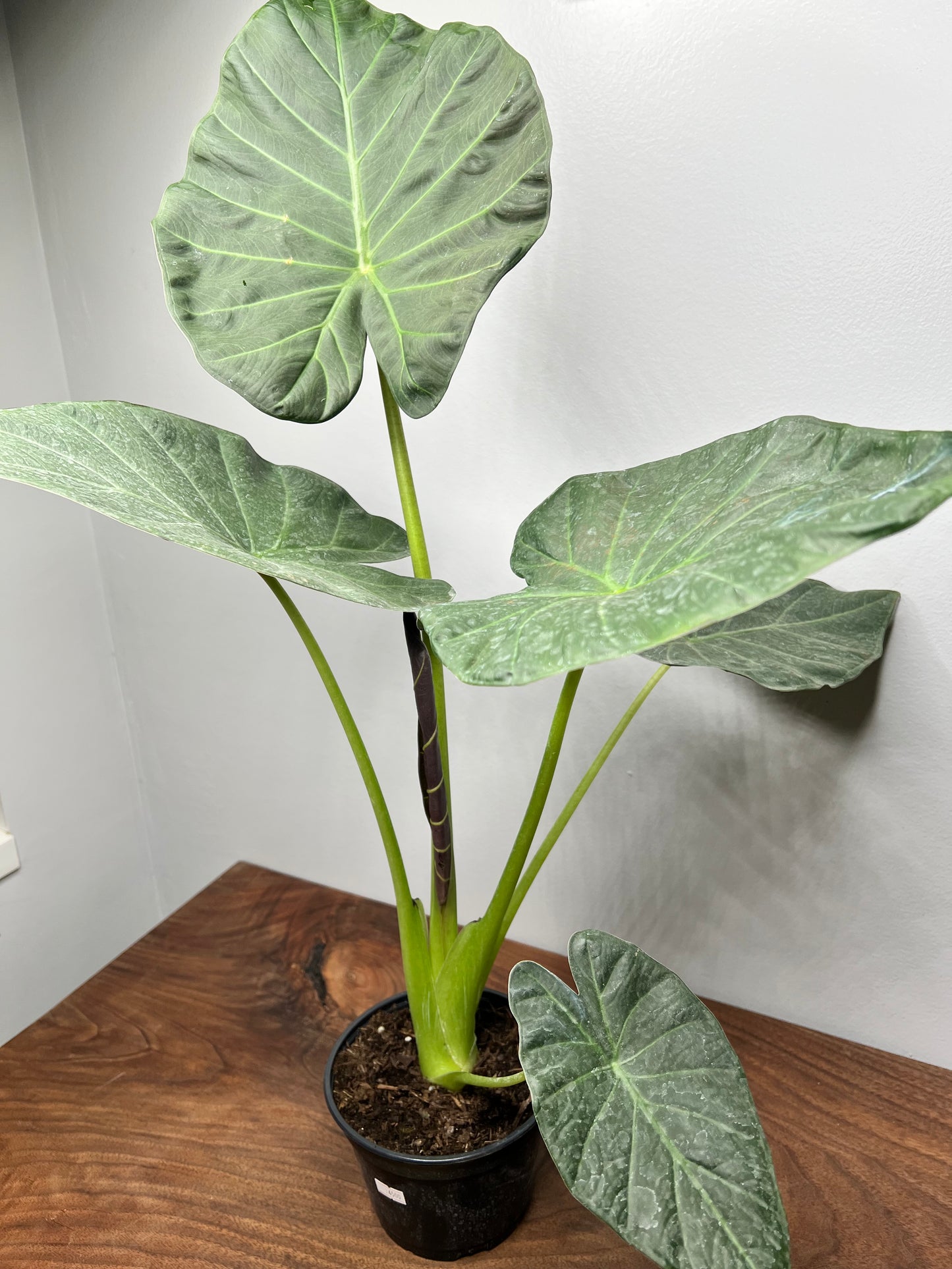 Alocasia Regal Shield 6”