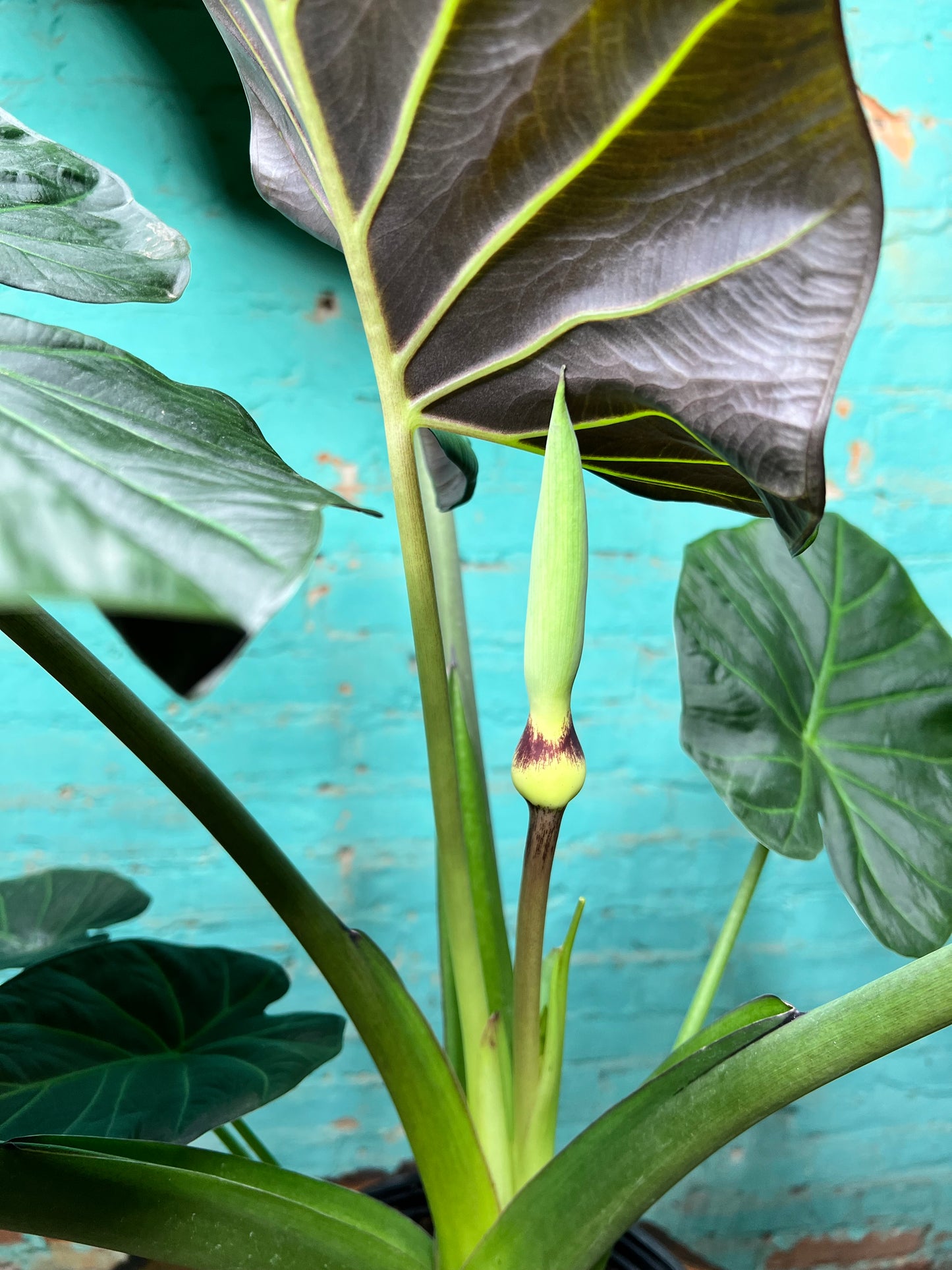 Alocasia Regal Shield 10”