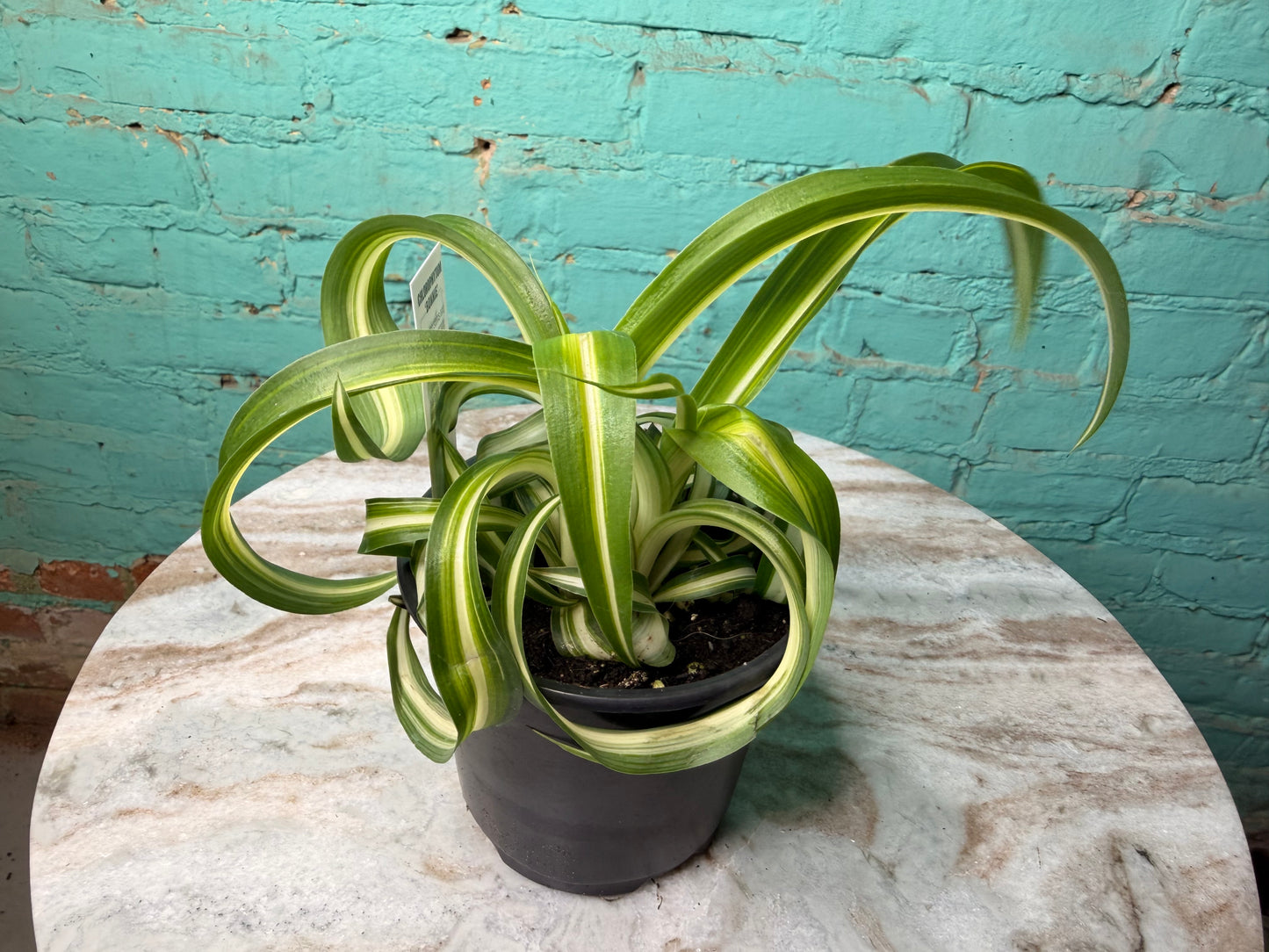 Spider Plant 4” Curly