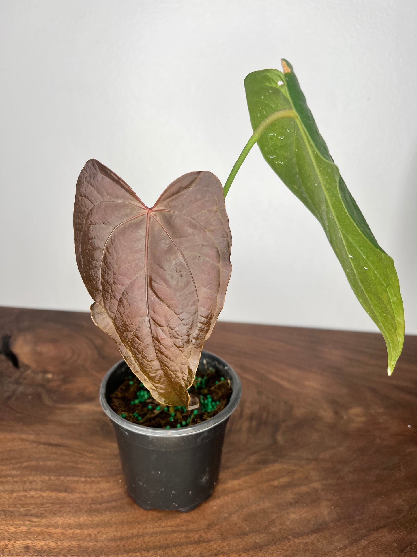 Anthurium Queen of Hearts 6”
