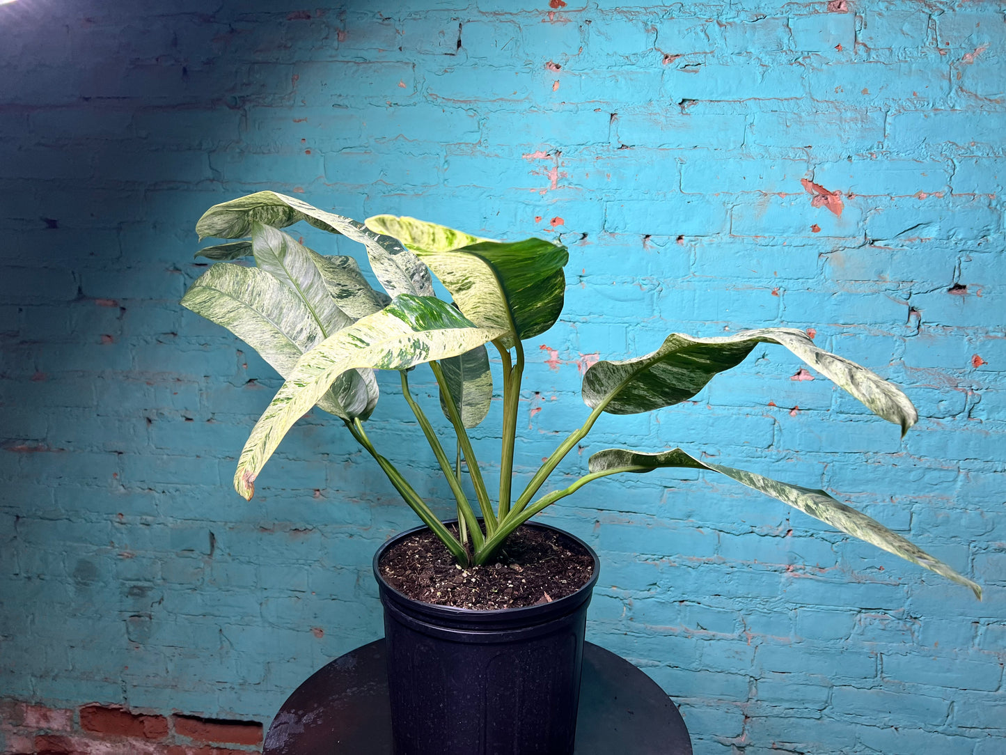 Epipremnum Giganteum Marble 10”