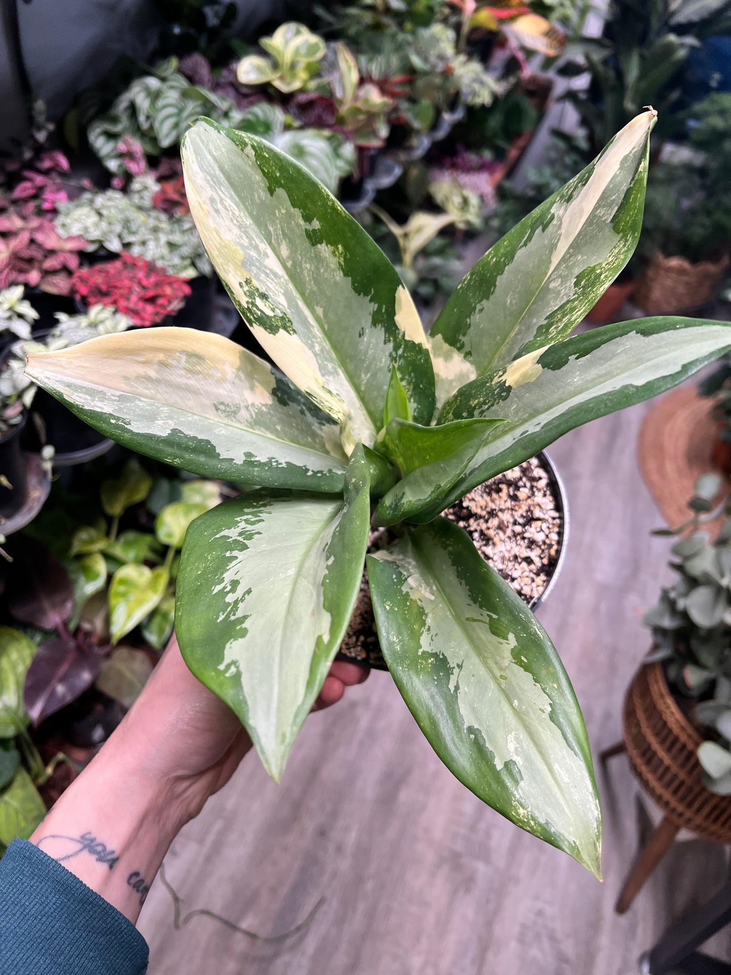 Aglaonema Airport Variegated 6”