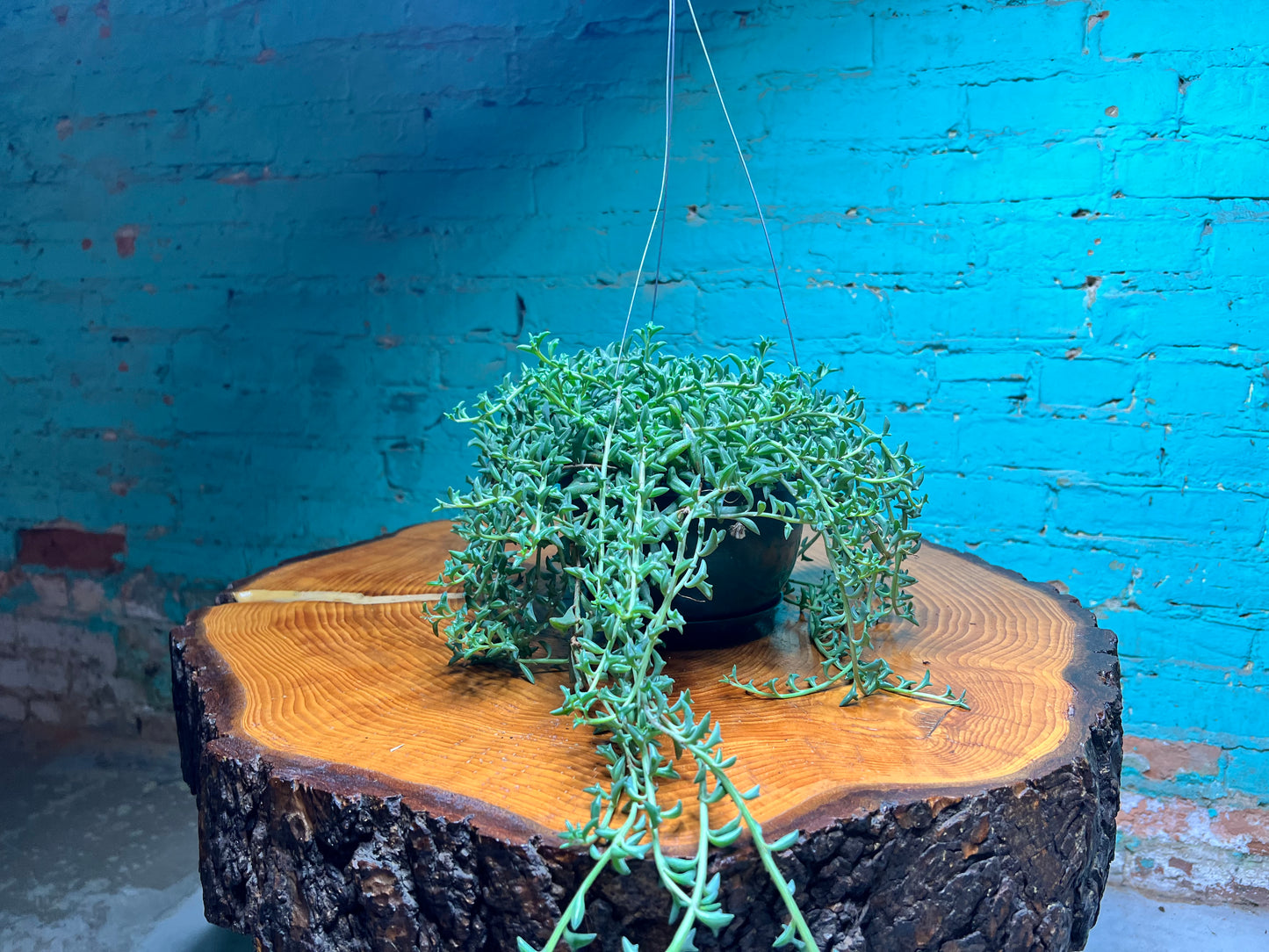 String of Dolphins 6” Basket