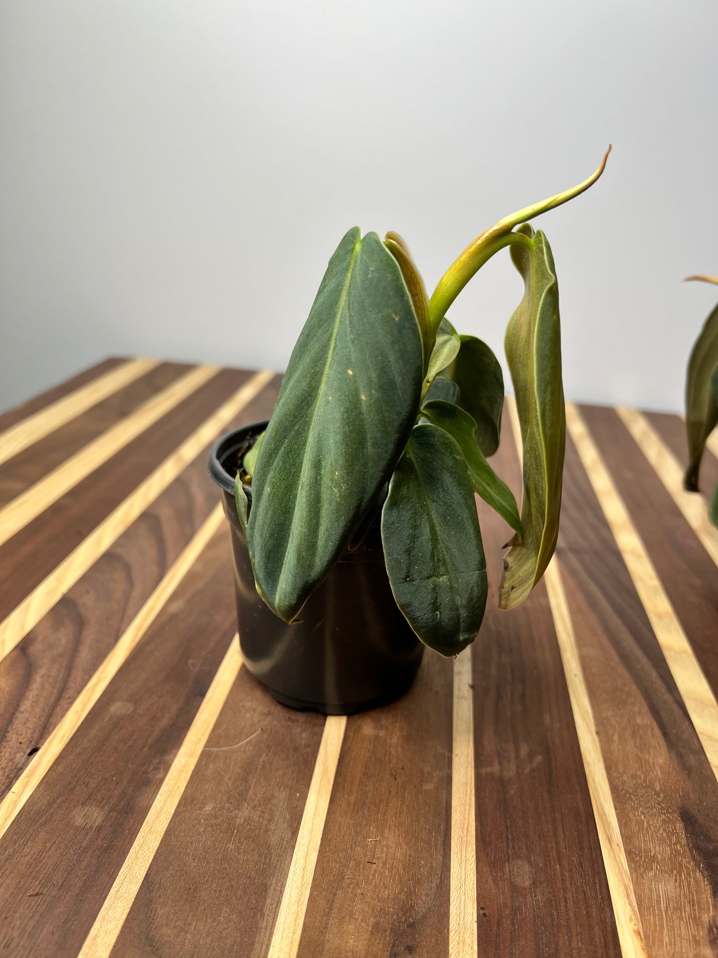 Philodendron Gigas