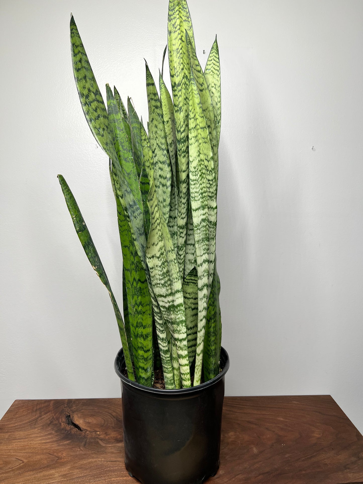 Snake plant 10”