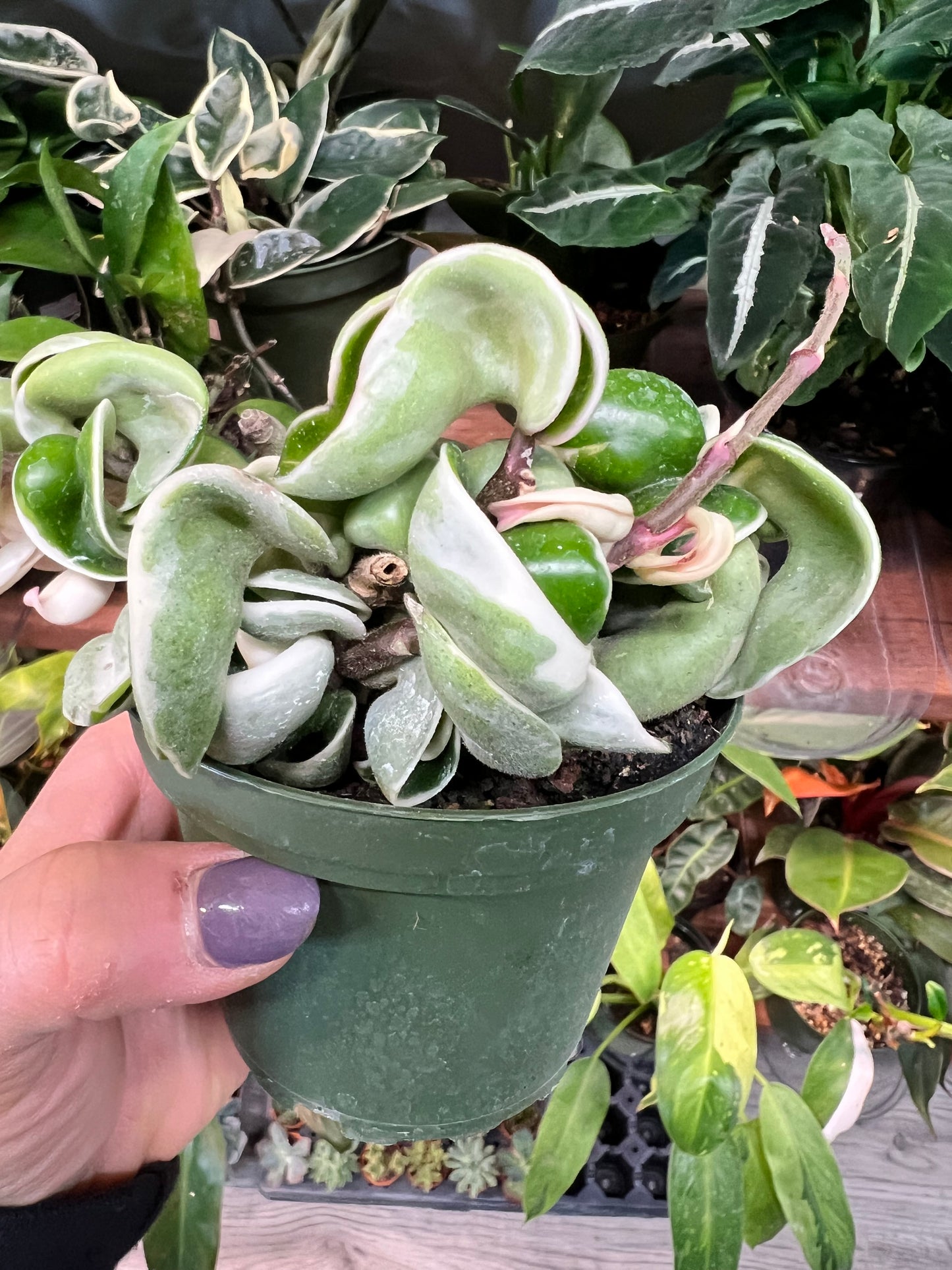 Hoya compacta Variegated