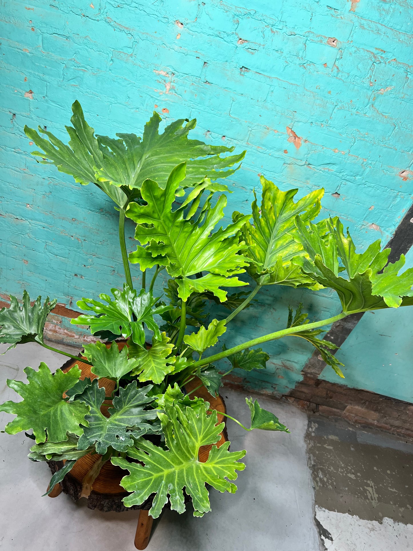 Philodendron Selloum (Hope) 10”