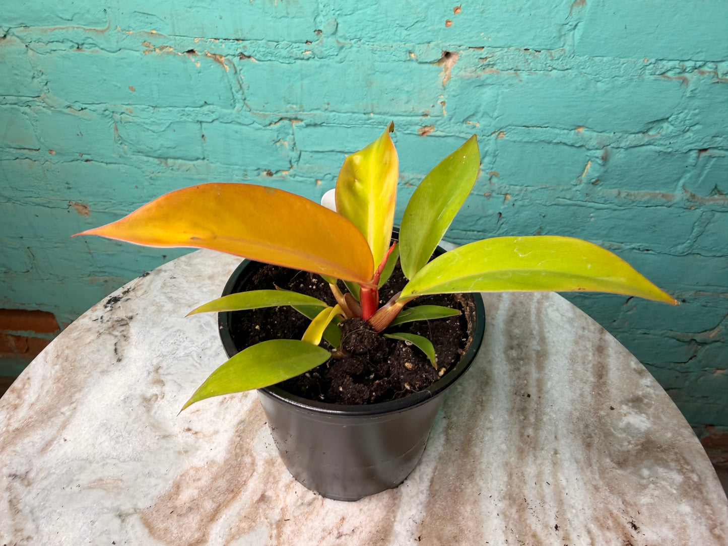 Philodendron Prince Of Orange 4”