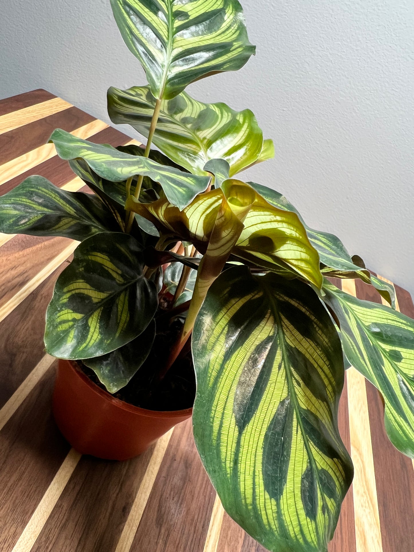 Calathea- peacock 4”